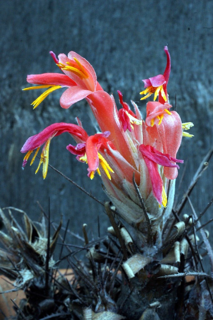 Pitcairnia heterophylla