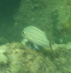 Haemulon carbonarium