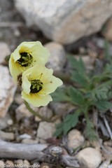 Papaver polare