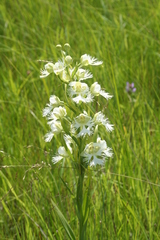 Platanthera praeclara