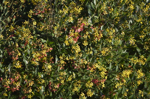 Image of Heteropterys glabra by (c) María Zeta, some rights reserved (CC BY)