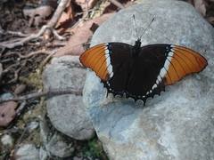 Siproeta epaphus epaphus