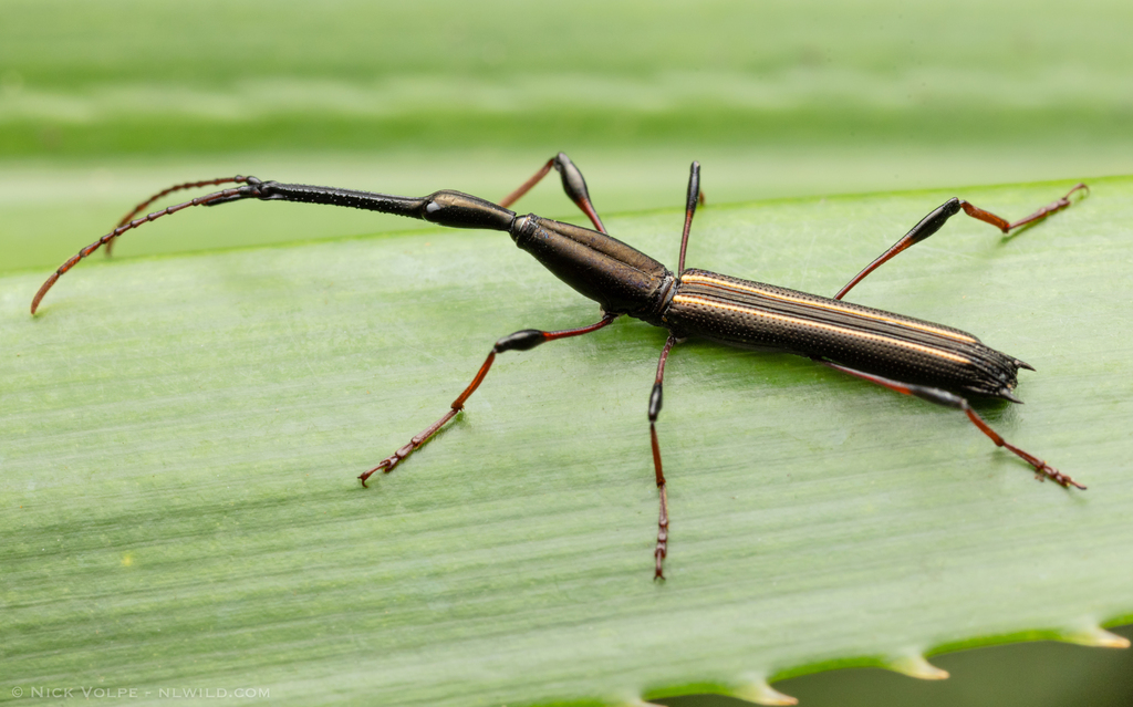 Ithystenus hollandiae
