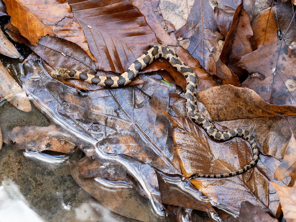 Midland Water Snake