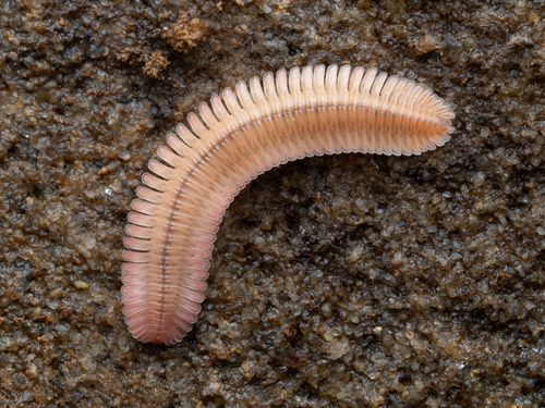 Feather Millipede photo 4