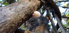Oudemansiella australis