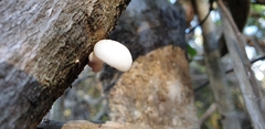 Oudemansiella australis