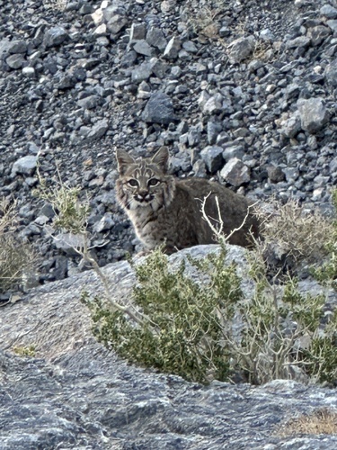 Bobcat photographed in California