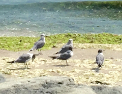 Leucophaeus atricilla