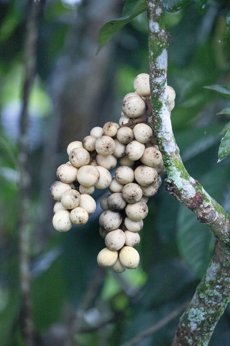 Langsat (Lansium domesticum)