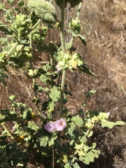 Malacothamnus aboriginum