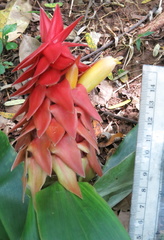 Costus comosus bakeri