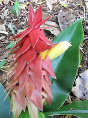Costus comosus bakeri