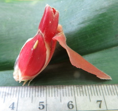 Costus comosus bakeri