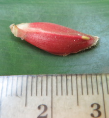 Costus comosus bakeri