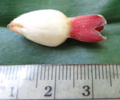 Costus comosus bakeri