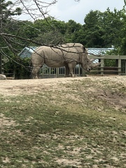 Ceratotherium simum