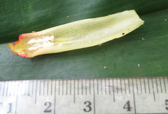 Costus comosus bakeri