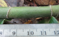 Costus comosus bakeri