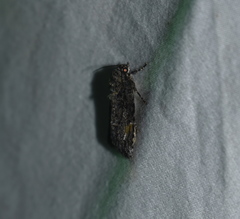 Acronicta afflicta