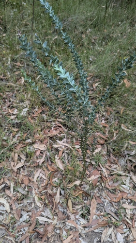 Image of Acacia cultriformis by no rights reserved