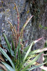 Tillandsia religiosa