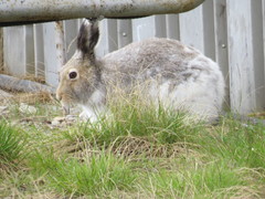 Lepus arcticus
