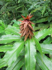 Costus comosus bakeri