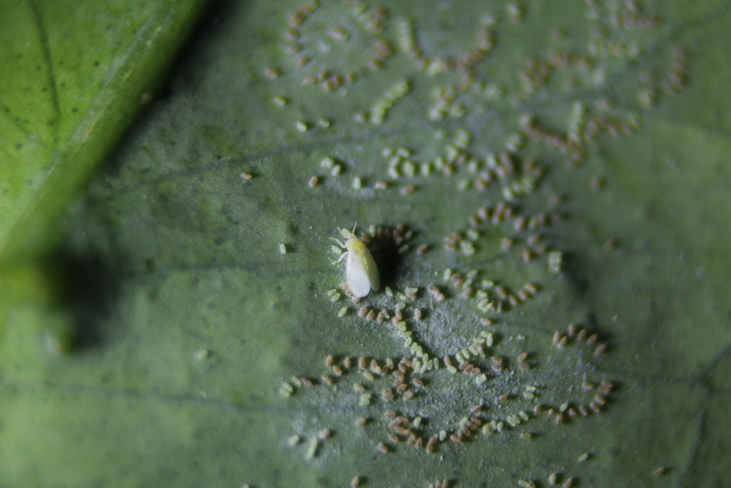 Australian citrus whitefly