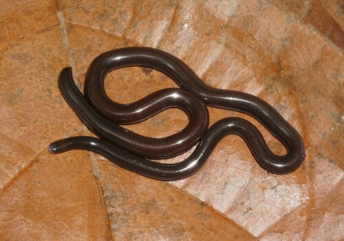 Liotyphlops pino