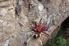 Tillandsia religiosa
