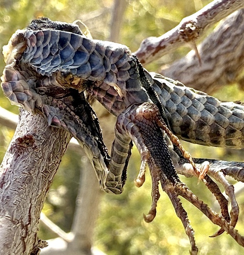 Tiger Whiptail, Aspidoscelis tigris