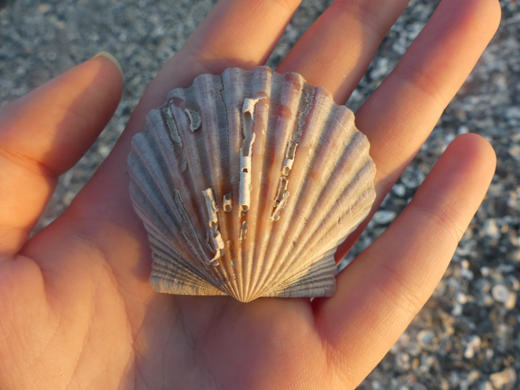 Argopecten irradians amplicostatus