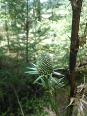 Eryngium alternatum