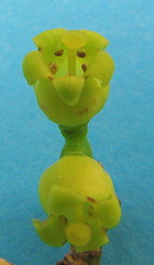 Schoepfia brasiliensis