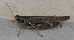 Melanoplus bruneri