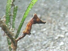Crowned Seahorse photo 2