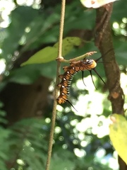 Euploea mulciber barsine