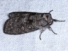 Discophlebia celaena