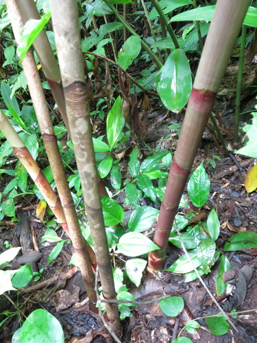 Costus comosus