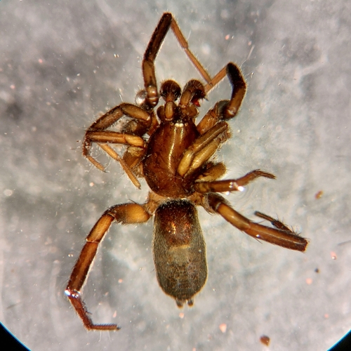 Hooded Hitchhiking Ground Spider