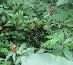 Costus comosus bakeri