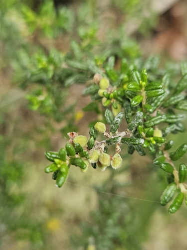 Image of Pomaderris amoena by (c) Angus Campbell, some rights reserved (CC BY)