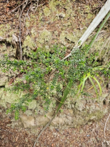 Image of Pomaderris amoena by (c) Angus Campbell, some rights reserved (CC BY)