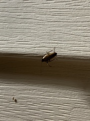 Ectobius lapponicus