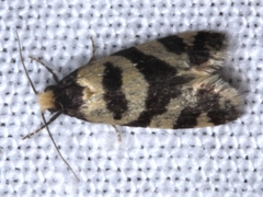 Lepidoscia characota