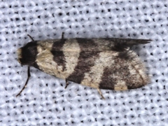 Lepidoscia characota