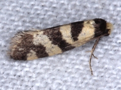 Lepidoscia characota