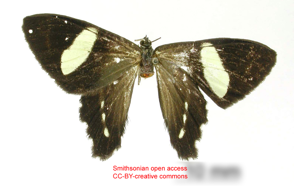 Erateina amazonia