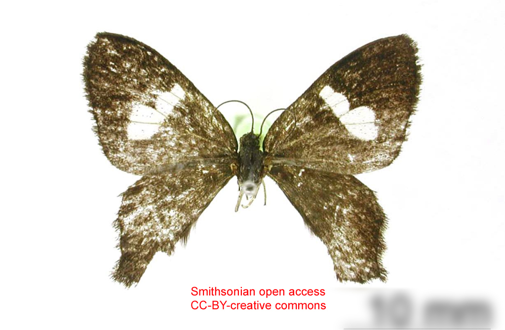 Erateina inconspicua
